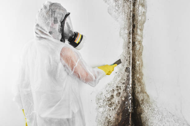 Best Mold Cleaning Services  in Trinity, FL