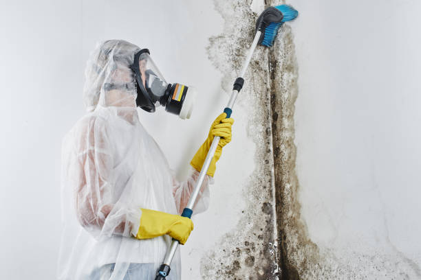 Best Local Mold Removal Service  in Trinity, FL