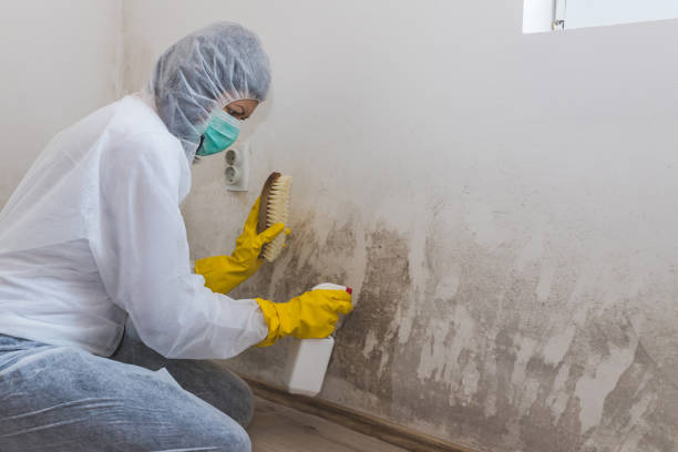 Best Mold Removal Company Near Me  in Trinity, FL