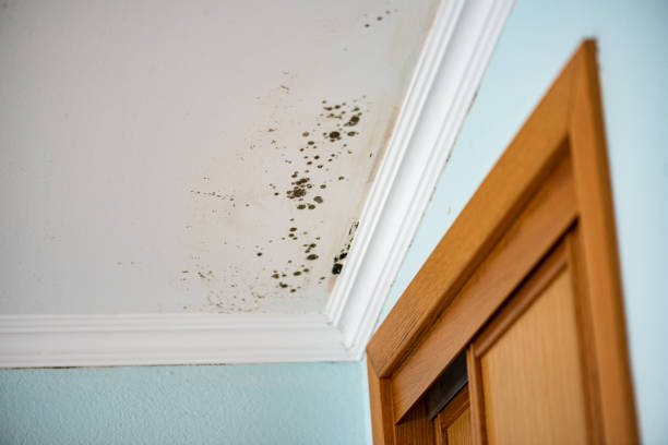 Best Home Mold Removal  in Trinity, FL