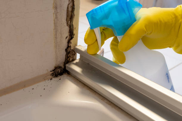 Best Mold Remediation  in Trinity, FL