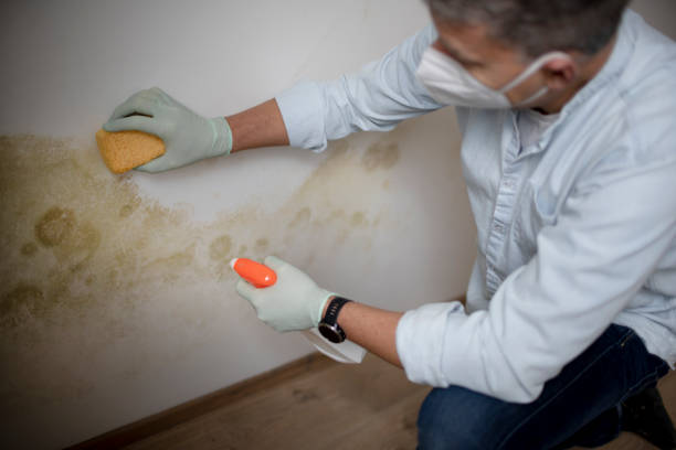 Best Attic Mold Removal  in Trinity, FL