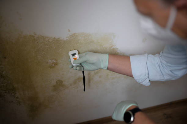 Best Toxic Mold Removal  in Trinity, FL