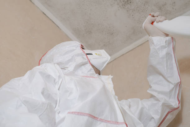 Best Fast Mold Removal  in Trinity, FL