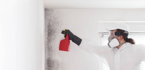 Reliable Trinity, FL Mold Removal Solutions