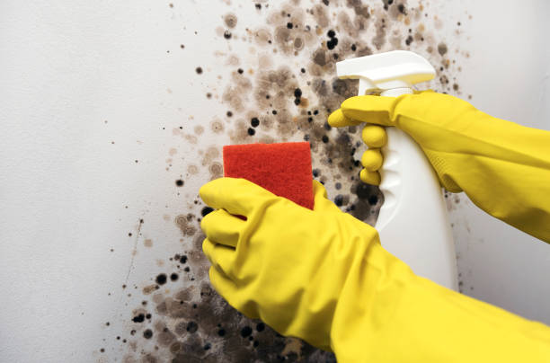 Best Black Mold Removal  in Trinity, FL