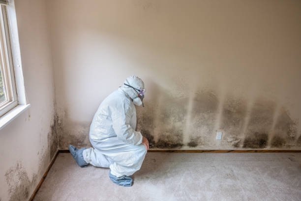 Best Certified Mold Removal  in Trinity, FL