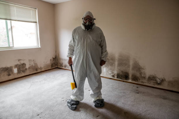 Best Same-Day Mold Removal  in Trinity, FL