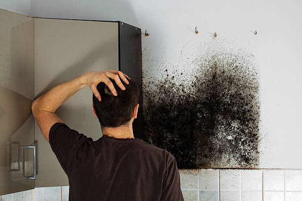 Best Mold Removal Company Near Me  in Trinity, FL