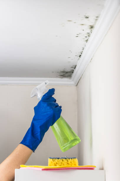 Best Emergency Mold Removal  in Trinity, FL