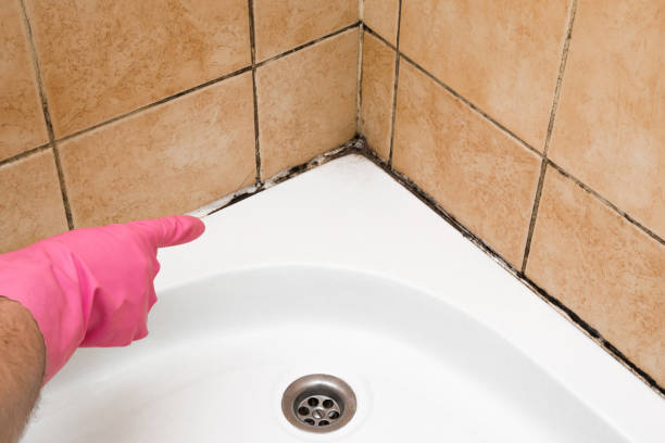 Best Residential Mold Removal  in Trinity, FL